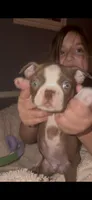 Gump, a male Boston Terrier for sale in Warwick, RI – 1 of 10