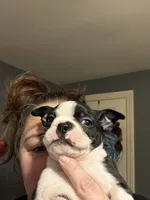 Eisenhower , a male Boston Terrier for sale in Warwick, RI – 2 of 10