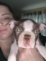 Gump, a male Boston Terrier for sale in Warwick, RI – 5 of 10