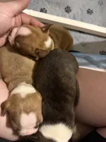 Boston Terrier Puppies, a male Boston Terrier for sale in Warwick, RI – 5 of 6