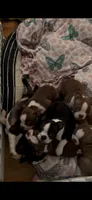 Gump, a male Boston Terrier for sale in Warwick, RI – 10 of 10