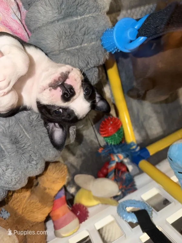 Eisenhower  – Boston Terrier puppy for sale in Warwick, RI