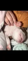 Gump, a male Boston Terrier for sale in Warwick, RI – 4 of 10