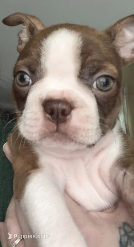 Washington  – Boston Terrier puppy for sale in Warwick, RI