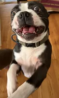 Eisenhower , a male Boston Terrier for sale in Warwick, RI – 9 of 10
