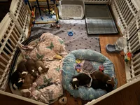 Gump, a male Boston Terrier for sale in Warwick, RI – 7 of 10
