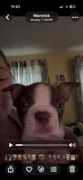 Washington , a male Boston Terrier for sale in Warwick, RI – 1 of 8