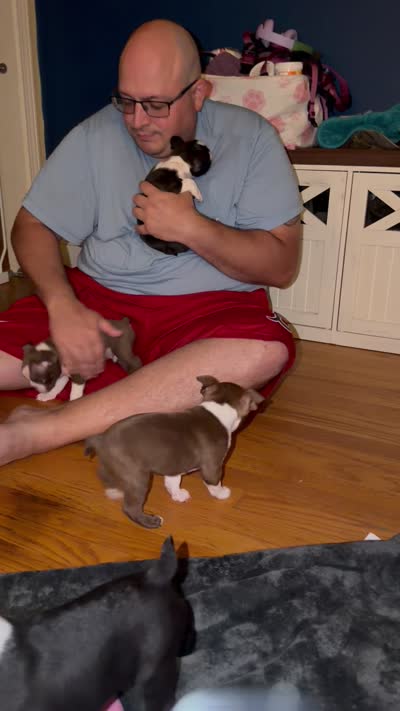 Gump, a male Boston Terrier for sale in Warwick, RI – 8 of 10