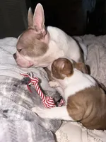 Liberty, a female Boston Terrier for sale in Warwick, RI – 2 of 5