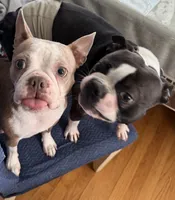Eisenhower , a male Boston Terrier for sale in Warwick, RI – 7 of 10