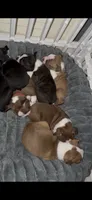 Boston Terrier Puppies, a male Boston Terrier for sale in Warwick, RI – 2 of 6