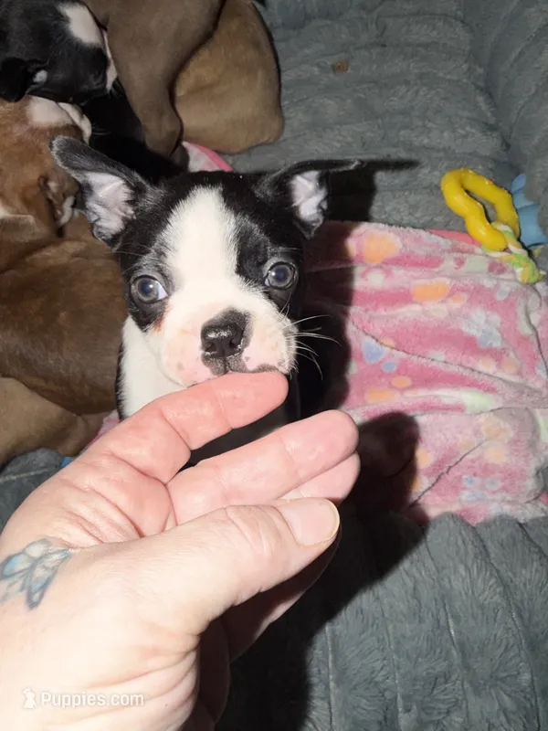Boston Terrier Puppies – Boston Terrier puppy for sale in Warwick, RI