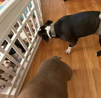 Washington , a male Boston Terrier for sale in Warwick, RI – 7 of 8