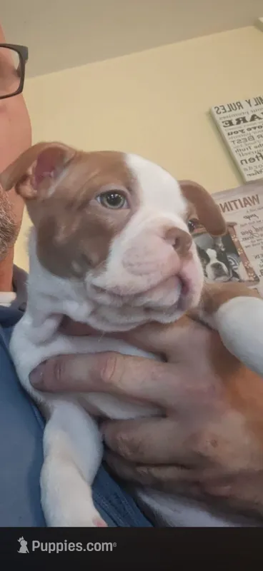 Liberty – Boston Terrier puppy for sale in Warwick, RI