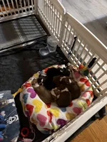 Washington , a male Boston Terrier for sale in Warwick, RI – 4 of 8