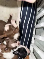 Gump, a male Boston Terrier for sale in Warwick, RI – 6 of 10