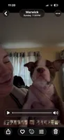 Washington , a male Boston Terrier for sale in Warwick, RI – 2 of 8