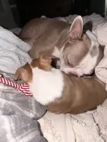 Liberty, a female Boston Terrier for sale in Warwick, RI – 4 of 5