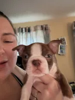Gump, a male Boston Terrier for sale in Warwick, RI – 2 of 10