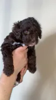 Chip (chocolate chip), a male Miniature Bernedoodle for sale in Milwaukee, WI – Photo 3 of 3