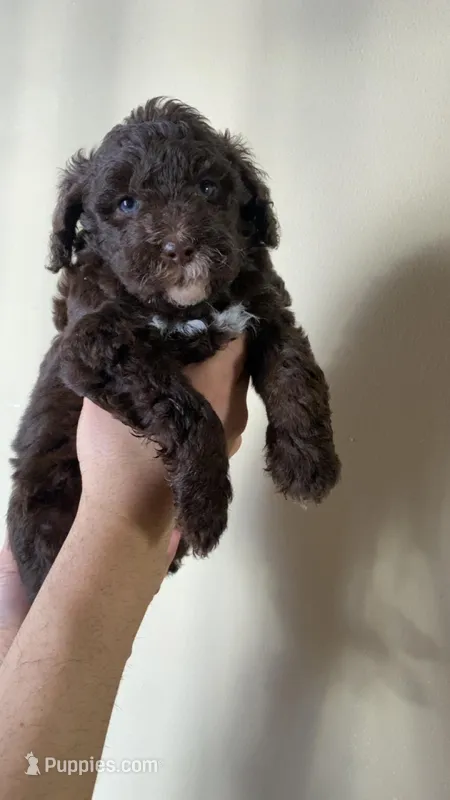 Chip (chocolate chip) – Miniature Bernedoodle puppy for sale in Milwaukee, WI