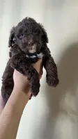 Chip (chocolate chip), a male Miniature Bernedoodle for sale in Milwaukee, WI – Photo 1 of 3