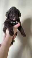Chip (chocolate chip), a male Miniature Bernedoodle for sale in Milwaukee, WI – Photo 2 of 3