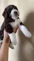 Charlotte, a female Miniature Bernedoodle for sale in Milwaukee, WI – Photo 2 of 3