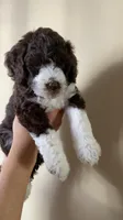 Charlotte, a female Miniature Bernedoodle for sale in Milwaukee, WI – Photo 1 of 3