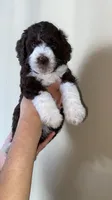 Charlotte, a female Miniature Bernedoodle for sale in Milwaukee, WI – Photo 3 of 3