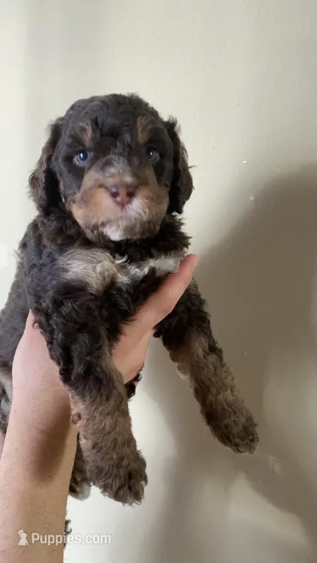 Oliver – Miniature Bernedoodle puppy for sale in Milwaukee, WI