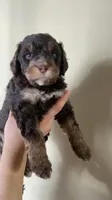 Oliver, a male Miniature Bernedoodle for sale in Milwaukee, WI – Photo 1 of 4