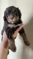 Oliver, a male Miniature Bernedoodle for sale in Milwaukee, WI – Photo 2 of 4