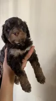 Oliver, a male Miniature Bernedoodle for sale in Milwaukee, WI – Photo 4 of 4