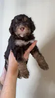 Oliver, a male Miniature Bernedoodle for sale in Milwaukee, WI – Photo 3 of 4