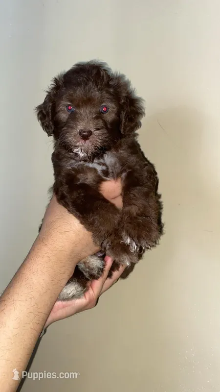 Mocha – Miniature Bernedoodle puppy for sale in Milwaukee, WI