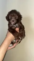 Mocha, a female Miniature Bernedoodle for sale in Milwaukee, WI – Photo 1 of 3