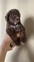 Mocha, a female Miniature Bernedoodle for sale in Milwaukee, WI – Photo 3 of 3