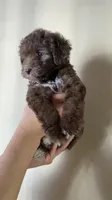 Mocha, a female Miniature Bernedoodle for sale in Milwaukee, WI – Photo 2 of 3