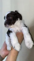 Milo, a male Miniature Bernedoodle for sale in Milwaukee, WI – Photo 3 of 4