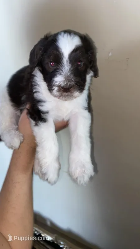 Milo – Miniature Bernedoodle puppy for sale in Milwaukee, WI