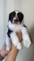 Milo, a male Miniature Bernedoodle for sale in Milwaukee, WI – Photo 2 of 4