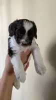 Milo, a male Miniature Bernedoodle for sale in Milwaukee, WI – Photo 4 of 4