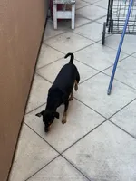 mocha, a female Miniature Pinscher for sale in Oxnard, CA – Photo 1 of 6