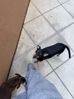 mocha, a female Miniature Pinscher for sale in Oxnard, CA – Photo 5 of 6