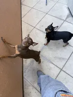 mocha, a female Miniature Pinscher for sale in Oxnard, CA – Photo 2 of 6