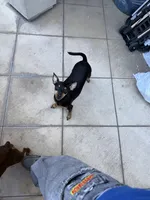 mocha, a female Miniature Pinscher for sale in Oxnard, CA – Photo 3 of 6