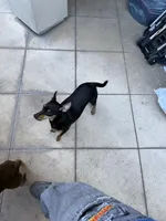 mocha, a female Miniature Pinscher for sale in Oxnard, CA – Photo 4 of 6