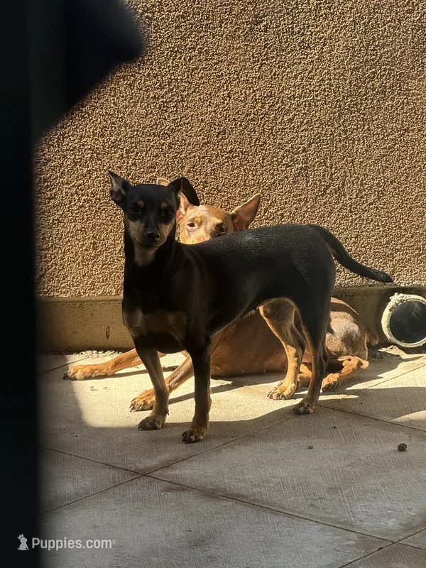 Mocha  – Miniature Pinscher puppy for sale in Oxnard, CA