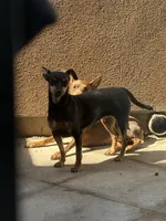 Mocha , a female Miniature Pinscher for sale in Oxnard, CA – 1 of 9